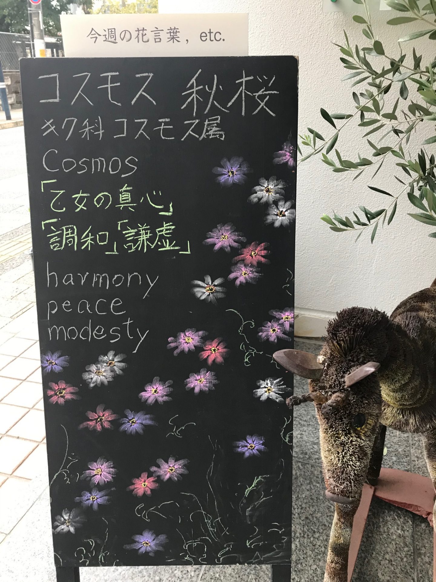 科 コスモス 皮膚